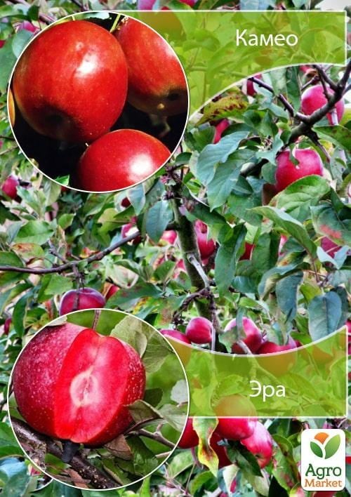 Дерево-сад Яблуня «Камео + Ера»