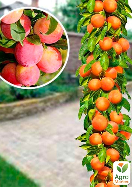 Слива колоновидная "Голливуд Нью"