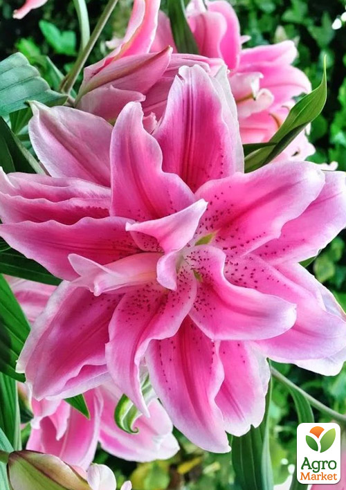 Лілія Розовидна «Roselily Julia»