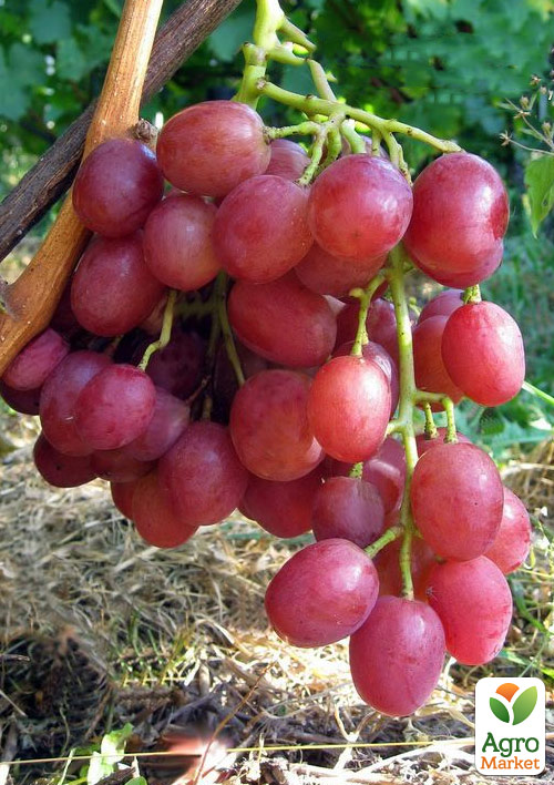 Виноград "РУК" (розовая ультра Кострикина)