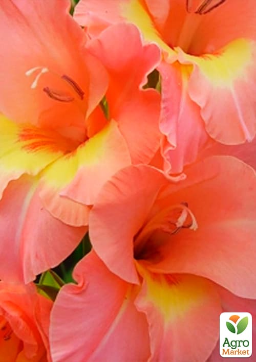 Гладиолус "Praha" 3шт - фото 4