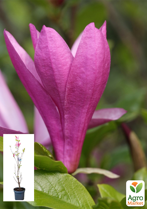 LMTD Магнолия "Susan" 5-и летняя (высота 100-110см)