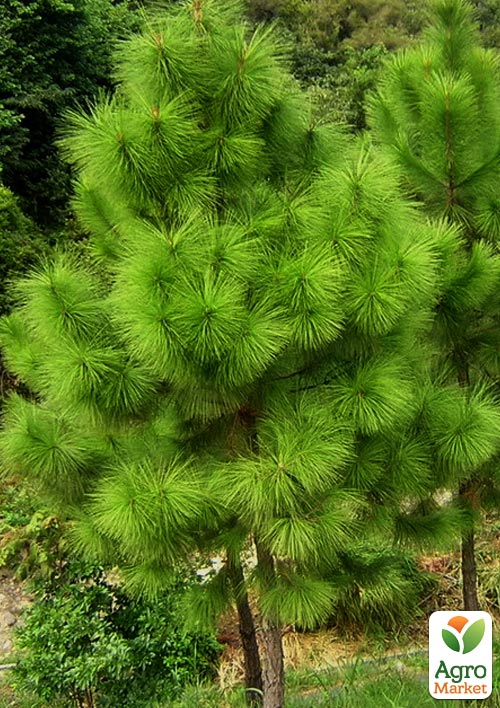 Сосна Эллиота "Pinus elliottii" ( горшок P9)