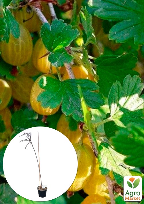 LMTD Аґрус на штамбі "Yellow ball" вазон С2