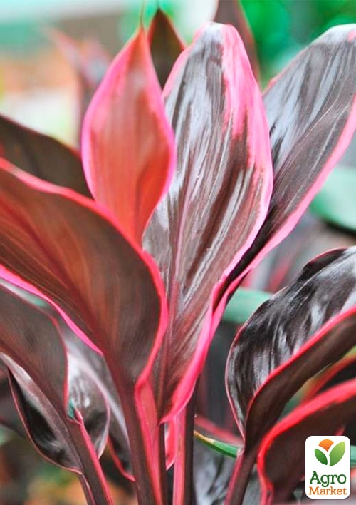 LMTD Кордилина "Tango" (высота 35-45см) - фото 6