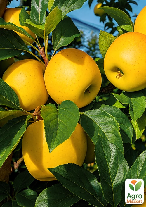 Яблоня "Опал" (зимний сорт, поздний срок созревания)