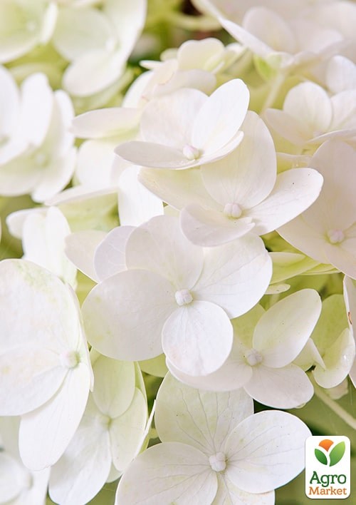 Гортензия 3-х летка метельчатая "Magical Kilimanjaro" - фото 3