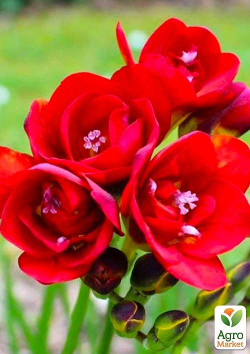 Фрезия махровая "Red" 5шт в упаковке