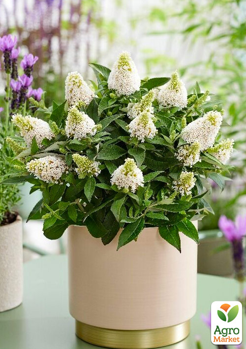 Буддлея карликова "Little White" - фото 5