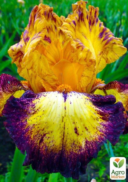 Ірис бородатий великоквітковий "If You Dare" 1шт в упаковці