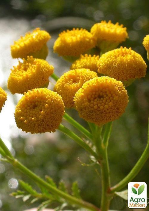 Пижма обыкновенная, соцветие 100г