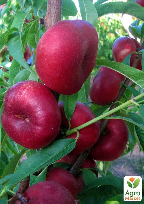 Инжирный нектарин "Донат" укорененный в контейнере (саженец 2 года) - фото 3