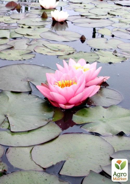 Нимфея "Норма Гэдье"