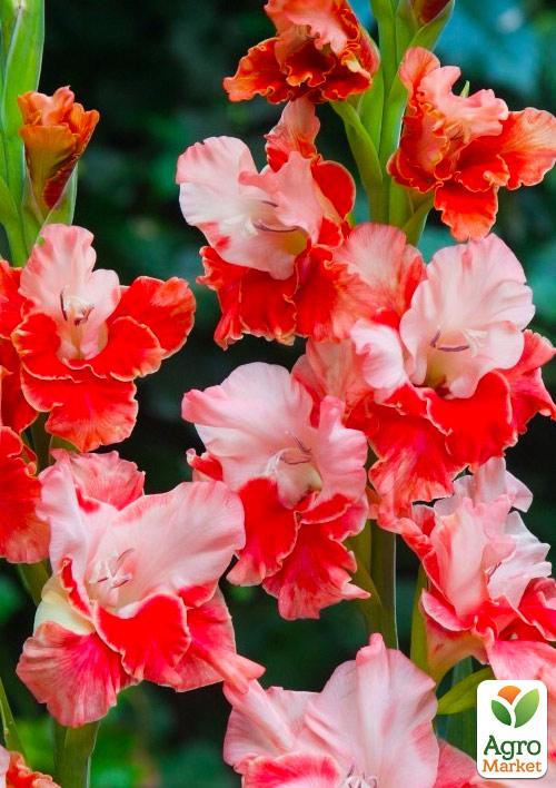 Гладіолус "Arcas" 3шт - фото 5