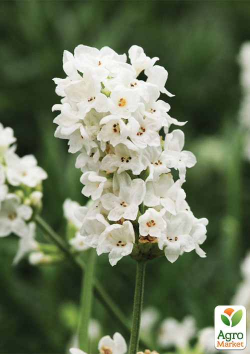 LMTD Лаванда белоснежная 2-х летняя "Aroma White" (20-30см) - фото 4