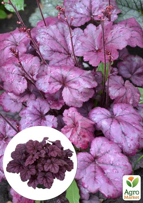 Гейхера (Heuchera) "Plum Royal"