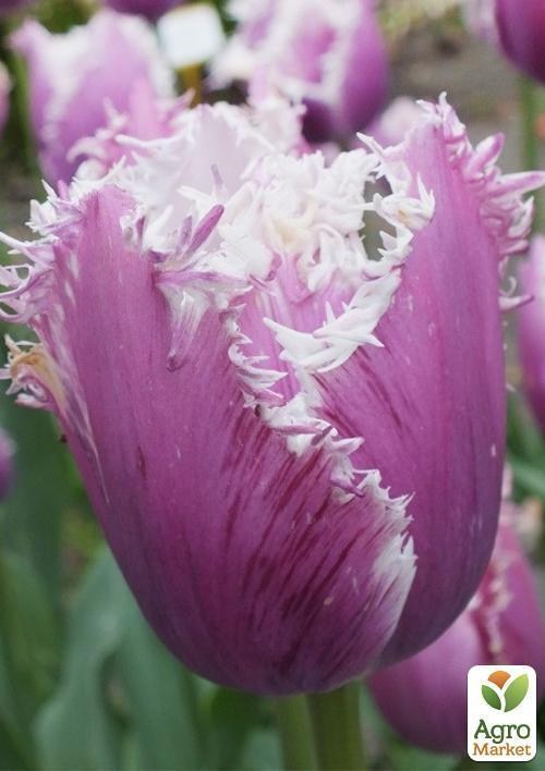 Тюльпан "Cummins" (размер 10/11 , крупный) 3шт в упаковке