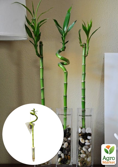 Бамбук комнатный "Lucky Bamboo" (Dracaena Sanderiana)