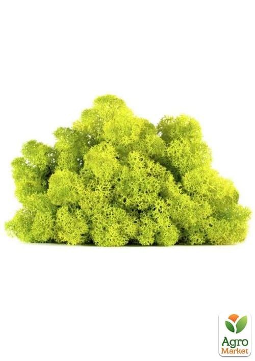 Норвежский мох стабилизированный "Лайт Грин" 500 г
