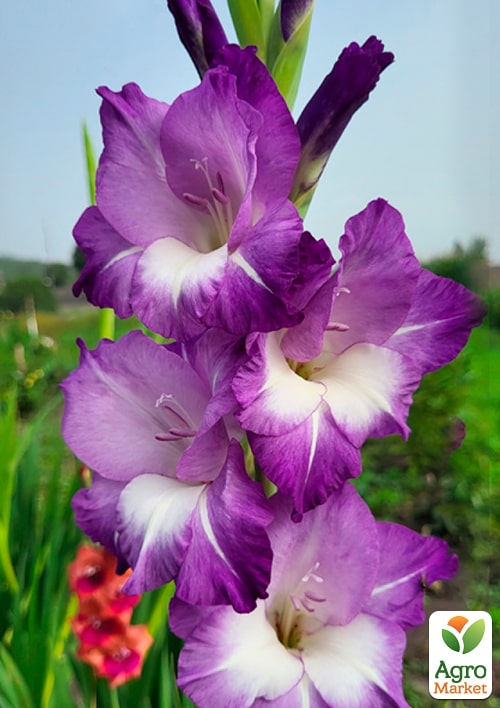 Гладиолус "Nori"  - фото 4