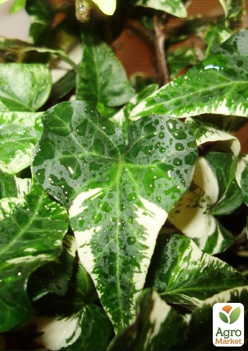 Плющ ряболистий