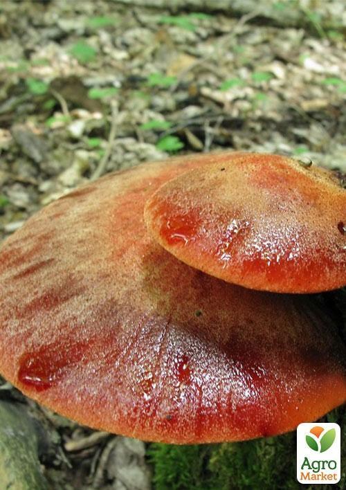 Мицелий на дубовых брусочках "Печёночница обыкновенная" 10шт