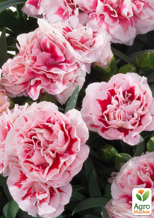 Гвоздика Махрова "Sunflor Megan" (контейнер Ø12)