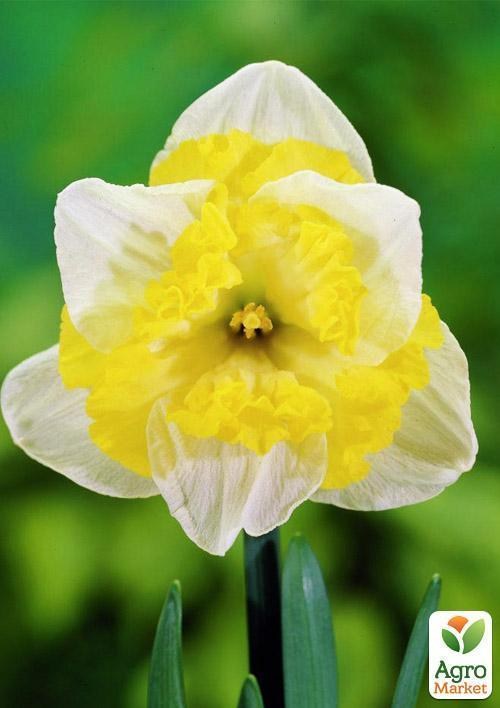 Нарцисс "Printal" (размер 10/12 , крупный) 2шт в упаковке
