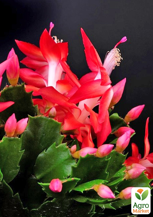 Шлюмбергера "Rubrum" (Декабрист, рождественник, зигокактус) - фото 6