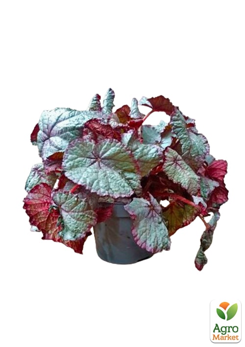 Бегония королевская REX "Snow Storm" 20-30см - фото 6