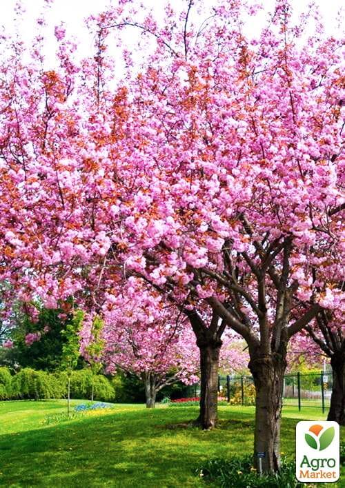 Сакура "Канзан" (Kanzan) висота 100см