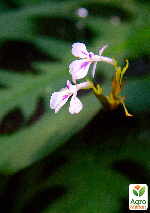 Маранта "Leuconeura"