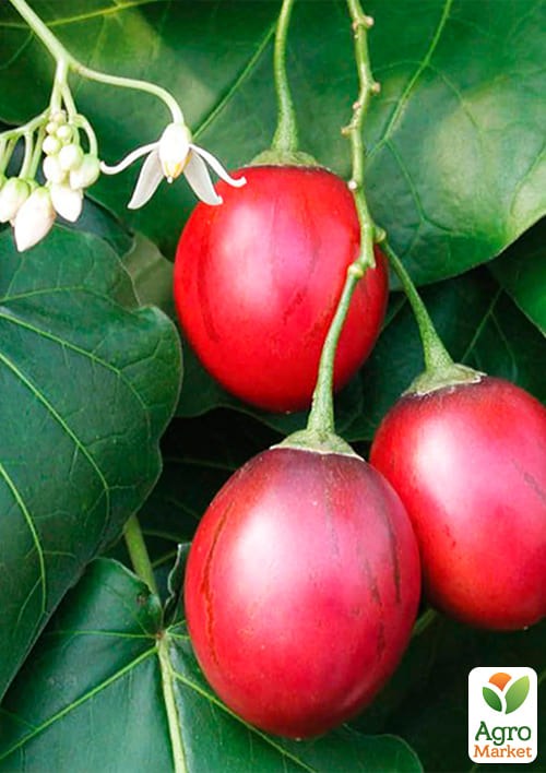 Тамарилло(томатное дерево) экзклюзив NEW - фото 2