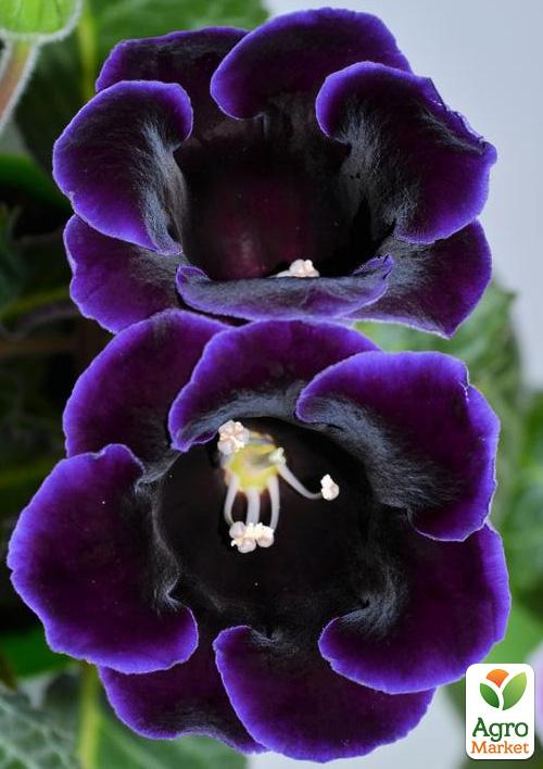 Глоксинія "Violacea"