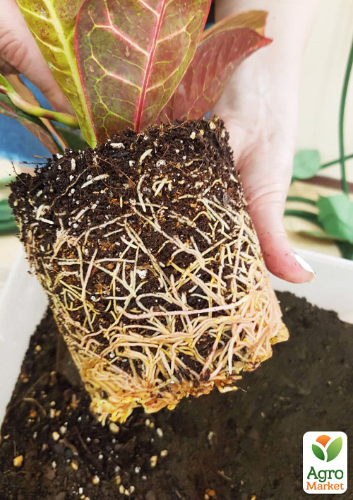 Кротон (Croton) "Petra" - фото 6