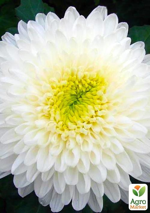 Хризантема срезочная "Резолют" 