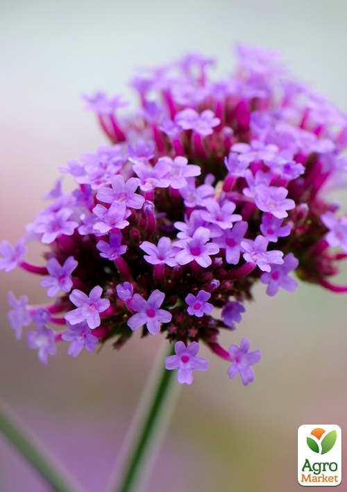 Вербена Бонарська (сухоцвіт, цвіте до заморозків) вазон Р9 - фото 2