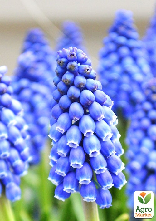 Мускари "Armeniacum" укоренённые - фото 6