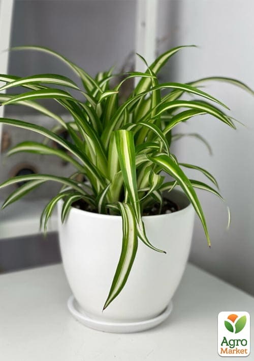 Хлорофітум кімнатний "Variegatum" 35-45см - фото 5