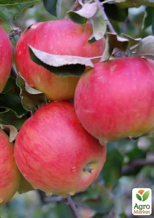 Яблуня "Прима"