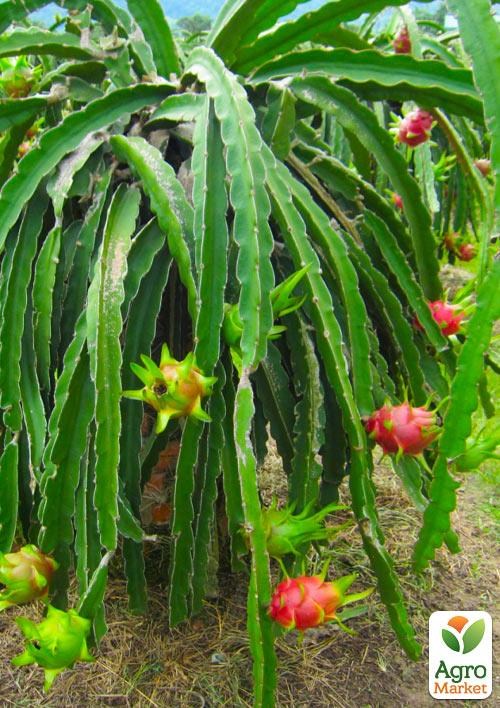 Питахайя красная или "Драконий фрукт" - фото 2