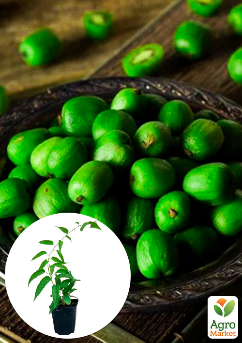 Актинідія "Київська великоплідна" (міні-ківі, морозостійкий сорт, пізній термін дозрівання)