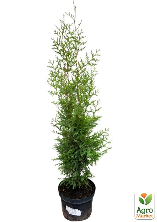 Туя швидкозростаюча "Brabant" (висота 100-130см) - фото 4