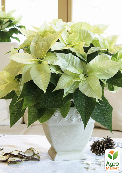 Пуансеттия "Alaska White" (Рождественская Звезда) - фото 5