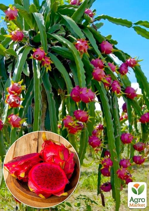 Питахайя красная или "Драконий фрукт"