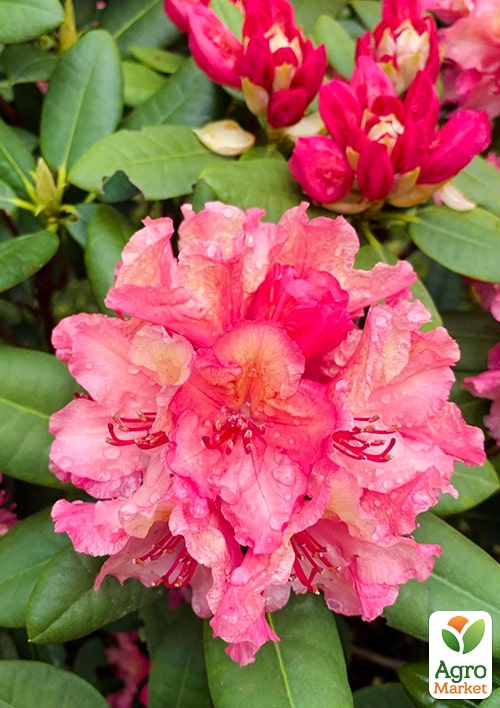 Рододендрон гибридный вечнозеленый "Emanuella"  - фото 5