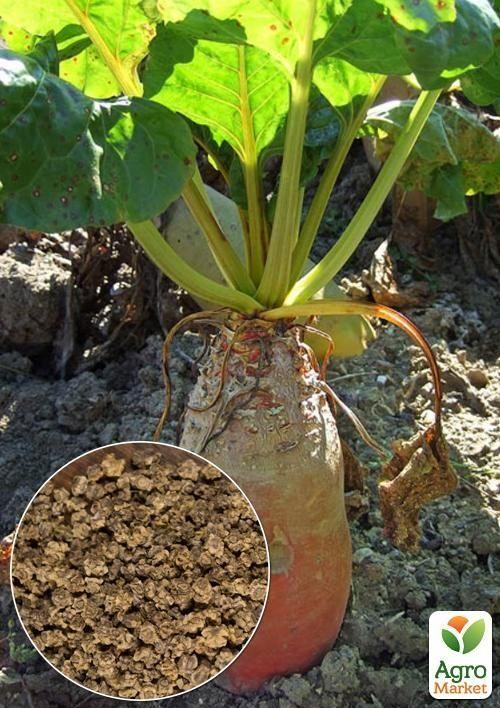 На вагу Буряк кормовий "Центаур Полі" ТМ "Весна" ціна за 15г