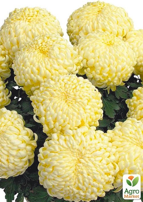 Хризантема  "Komodo Creme" (низкорослая крупноцветковая)