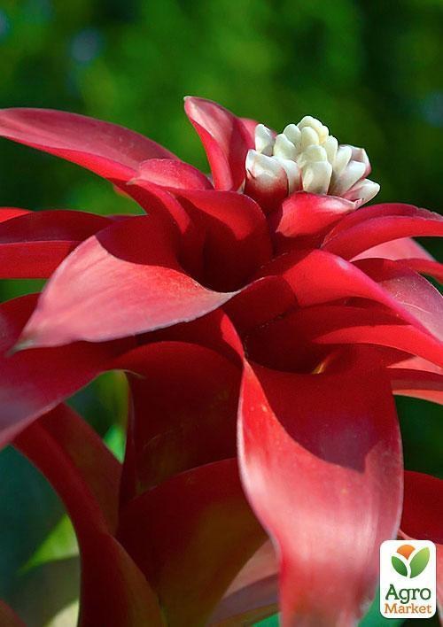 Бромелия микс "Bromelia mixed"  дм. 10 см выс. 40 см