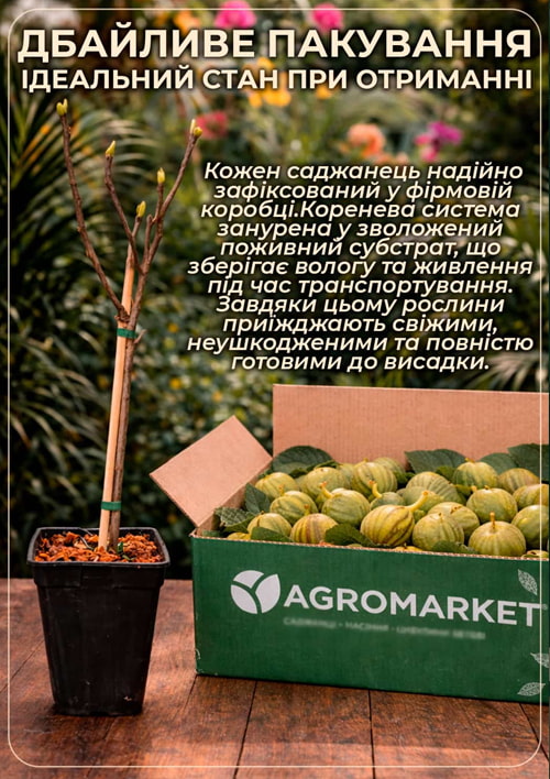 LMTD Інжир 10-річний щеплений "Carica" (висота 150-180см) - фото 6